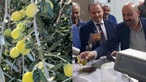 Zeytinde verim arttı! Fiyatlar düşüşe geçti!