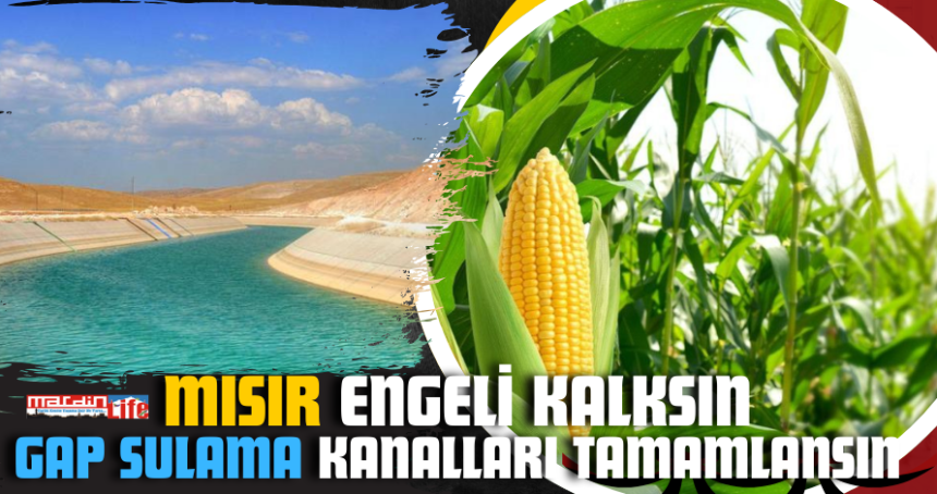 Mısır üretiminin önündeki engel kalksın