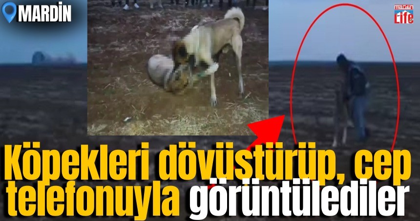 Mardin’de köpekleri dövüştürüp cep telefonuyla kaydettiler