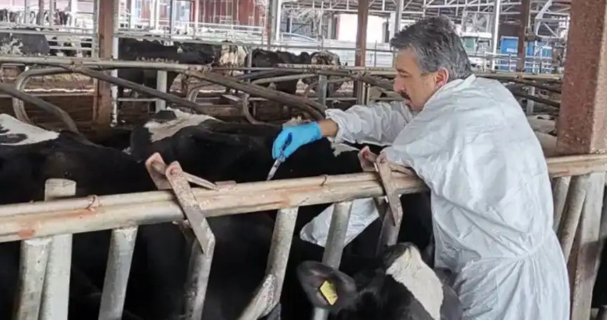 Elazığ'da şap karantinası