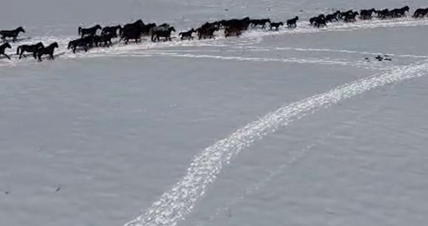 Yılkı atları sürü halinde görüntülendi