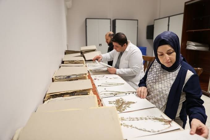 Mardin'de 400 bitki koruma altına alınıyor