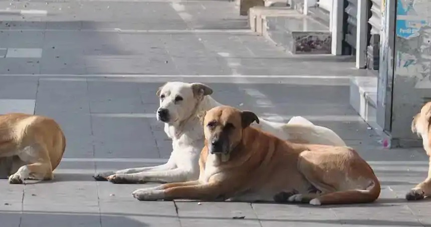 Sağlık Bakanlığı’ndan sahipsiz hayvanlara yönelik yeni düzenleme