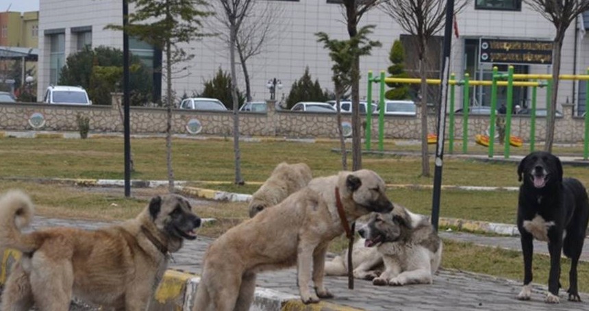 Belediyeler serbest bırakılan her sahipsiz köpek için cezalandırılacak