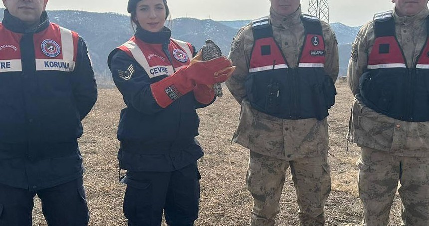 Yaralı atmaca koruma altına alındı