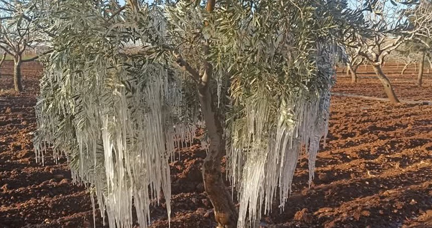 Şanlıurfa’da ağaçlar kırağı tuttu