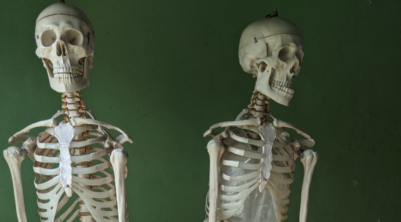 Neden 300 kemik ile doğup 206 kemikle ölürüz?