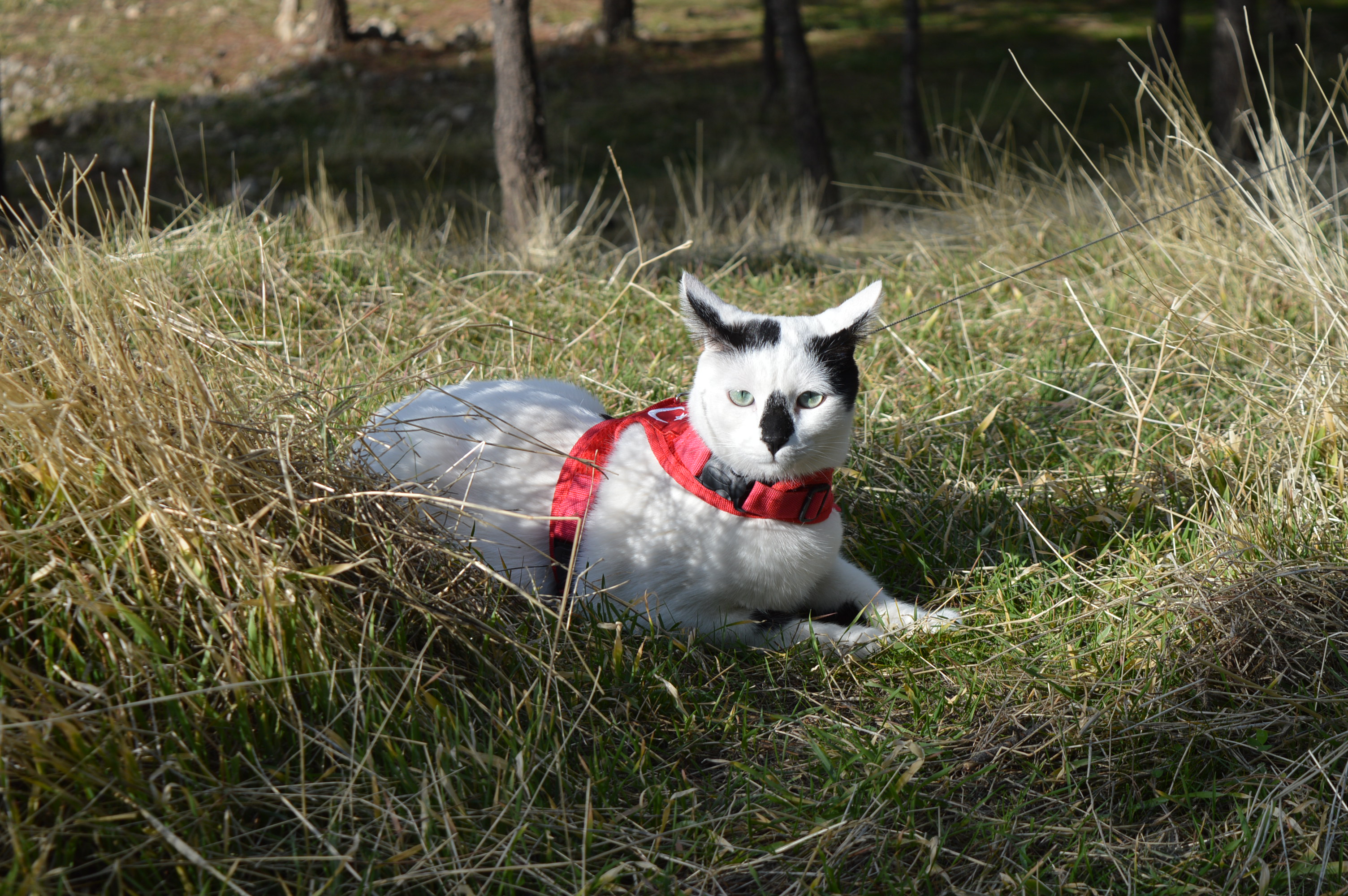 DSC_0043.JPG