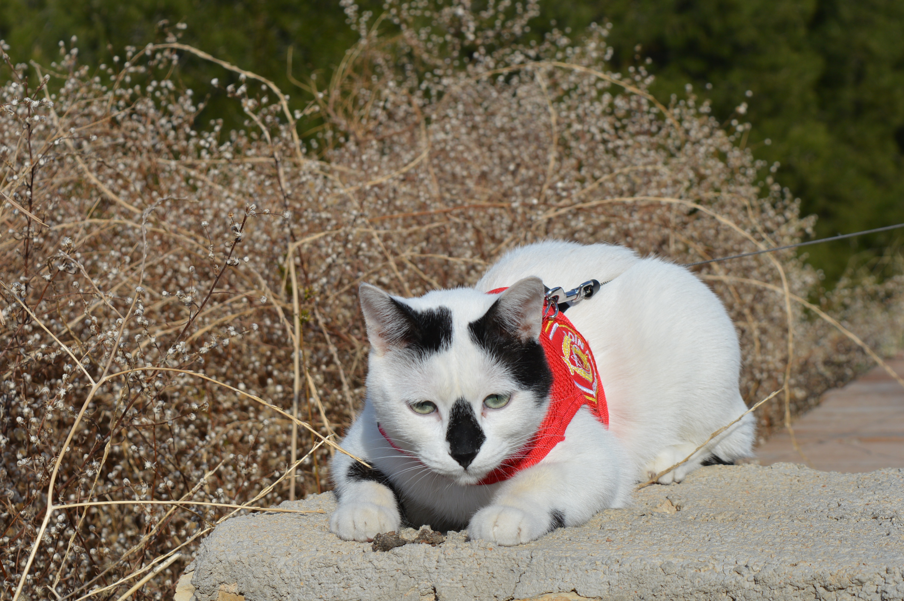 DSC_0010.JPG