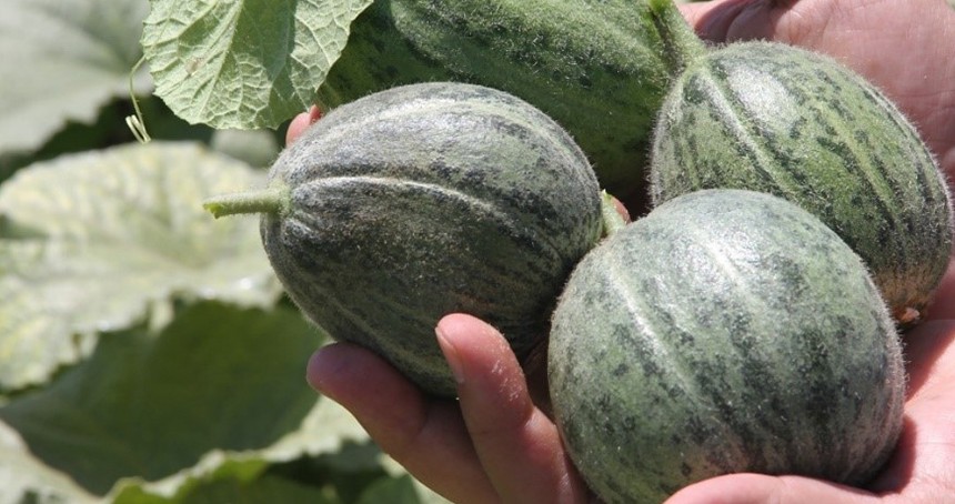 Şanlıurfa'da ata tohumları satışa sunuldu