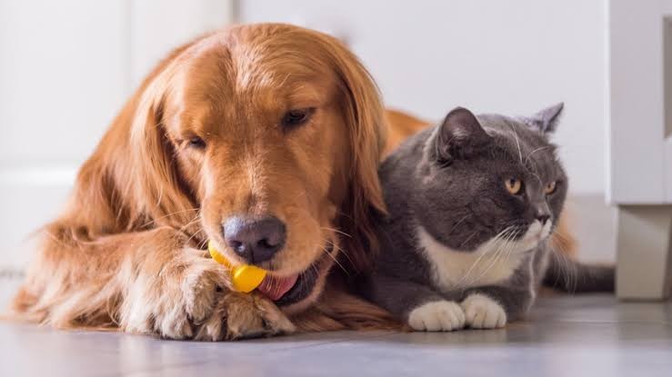 Kedi, köpek kimliklendirilmesiyle ilgili yönetmelikte değişiklik!