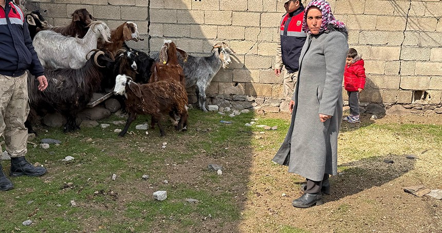 Şanlıurfa'da hayvan hırsızlığı operasyonu: 7 gözaltı