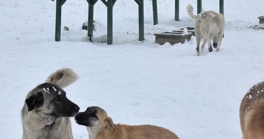 Bakan Tunç'tan başıboş köpeklerin saldırısına uğrayan bebek için açıklama