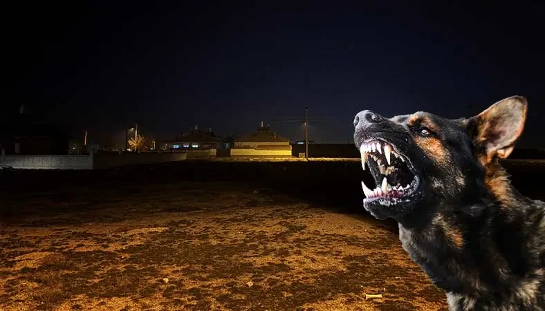 Başıboş köpekler yine dehşet saçtı: 2 yaşındaki çocuk hayatını kaybetti