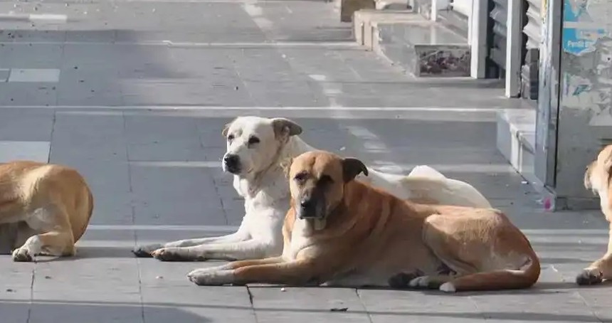 Köpek saldırıları hakkında soruşturma başlatıldı