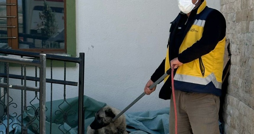 Adıyaman'da başıboş sokak köpekleri toplanmaya başlandı