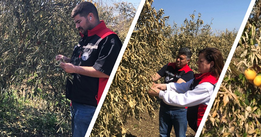 Uzmanlardan narenciye üreticilerine don sonrası uyarılar