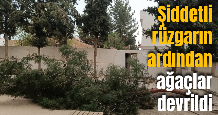 Kızıltepe’de Şiddetli Rüzgar Ağaçları Kökünden Söküp Attı