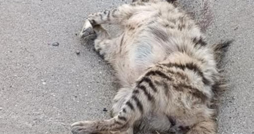Şanlıurfa’da çizgili sırtlan araç çarpması sonucu telef oldu