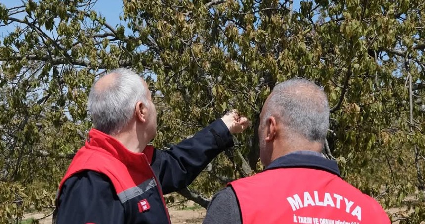 Don hasarından sonra meyve bahçelerinde yapılması gerekenler ile ilgili önemli uyarılar