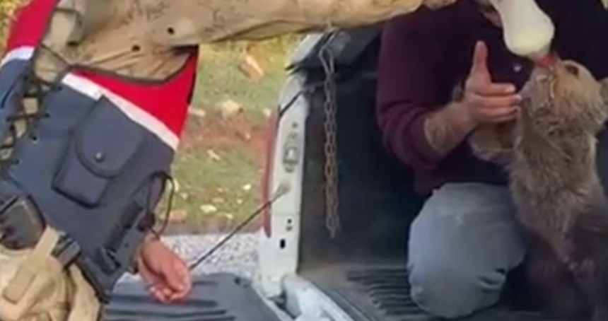 Siirt’te yaralı kızıl şahin koruma altına alındı, yavru ayı doğaya bırakıldı