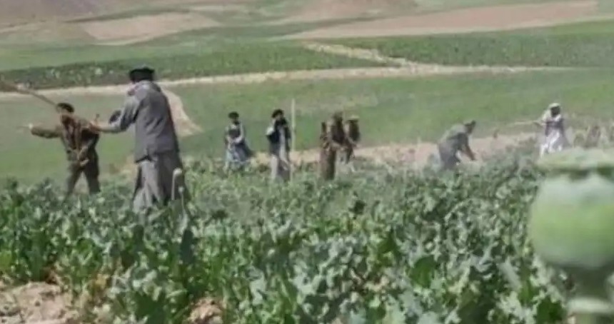 İslam Emirliği, Afganistan'da haşhaş tarlalarını imha etti