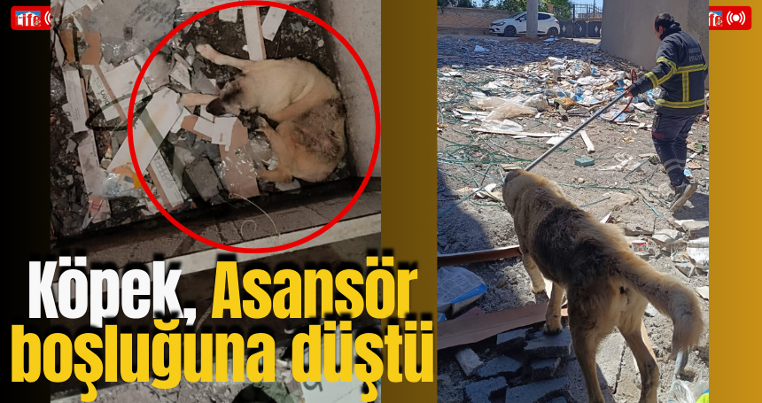 Köpek, Asansör boşluğuna düştü