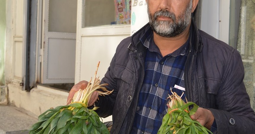 Hem şifa hem de lezzet kaynağı: Soryaz bitkisi