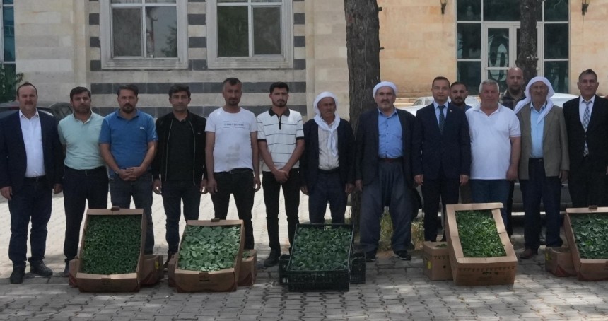 Cizre'de üreticilere 21 bin fide dağıtıldı