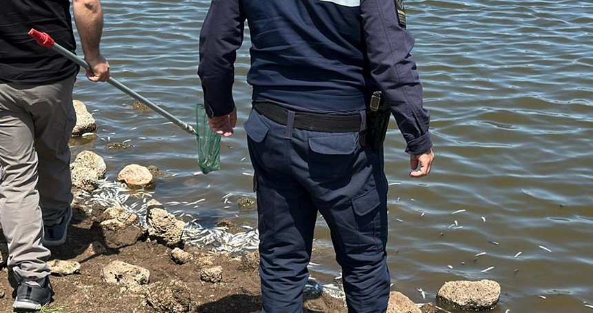 Diyarbakır'da gölette ölen balıklar kıyıya vurdu