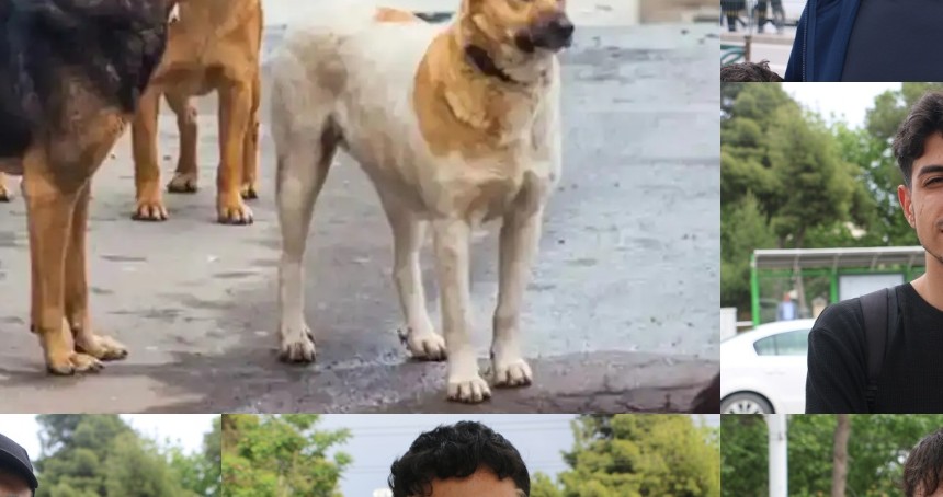 Şanlıurfalılar: Sokak köpekleri sorununa ilişkin yetkililer daha fazla önlem almalı