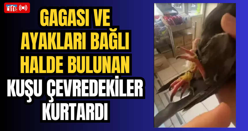 Mardin’de, gagası ve ayakları bağlı halde bulunan kuşu çevredekiler kurtardı
