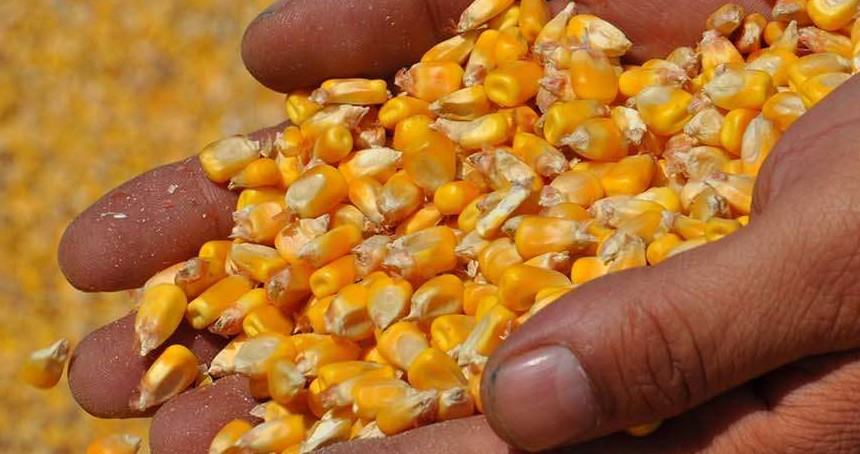 Mısır ithalatında 1 milyon tonluk tarife kontenjanı açıldı