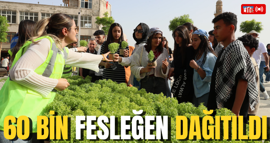 60 bin fesleğen dağıtıldı