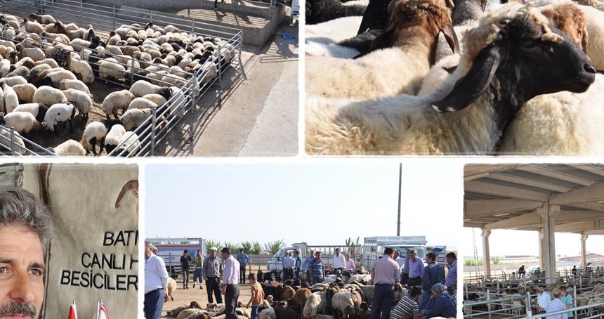 Besicilerden bayram öncesi açıklama: Kurbanlık sıkıntısı yok