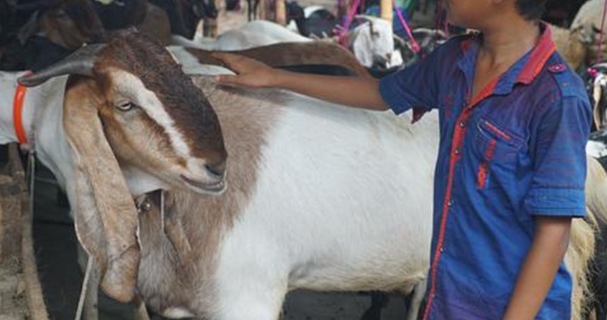 Bangladeş’te kurbanlık İçin 13 milyona yakın hayvan hazırlandı