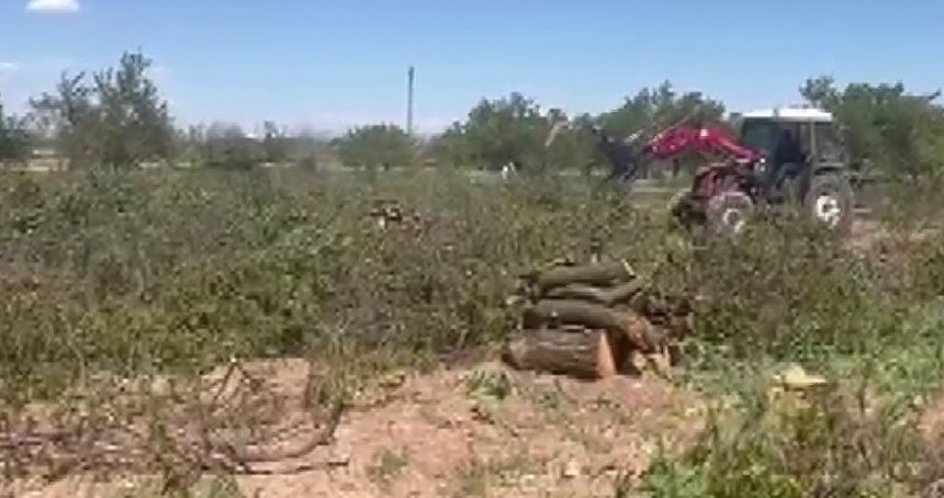 Zirai dondan etkilenen kayısı ağaçları odun fiyatına satılıyor