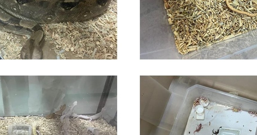 Bursa’da kaçak egzotik hayvanlar ele geçirildi