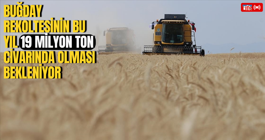 Buğday rekoltesinin bu yıl 19 milyon ton civarında olması bekleniyor
