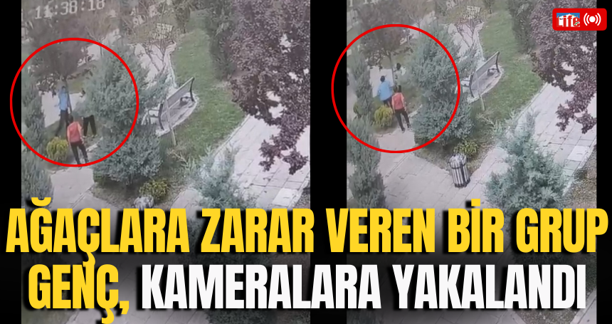 Mardin'de ağaçlara zarar veren bir grup genç, güvenlik kameralarına yakalandı