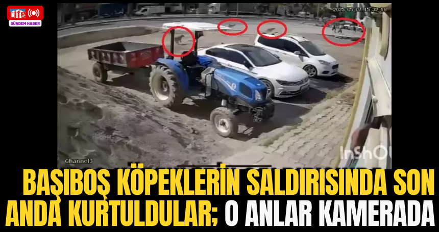 Başıboş köpeklerin saldırısında son anda kurtuldular; o anlar kamerada