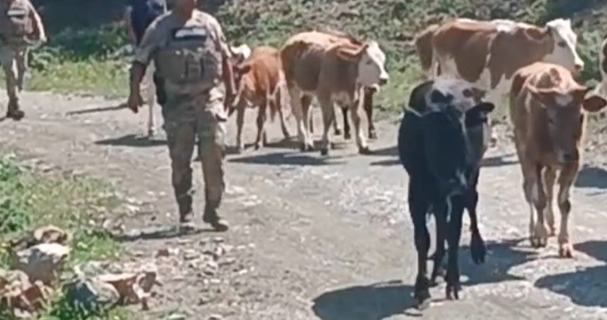 Batman'da kayıp büyükbaş hayvanlar bulunarak sahibine teslim edildi