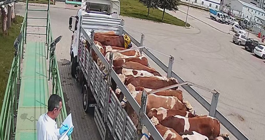 Bingöl'de kurbanlık hayvan sevkleri başladı