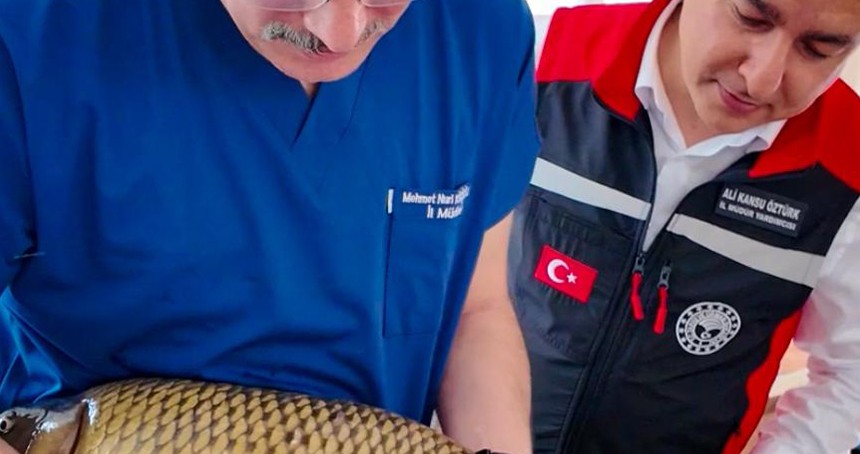 Adana’da balık üretim sezonu başladı: Hedef 12 milyonun üzerinde yavru sazan