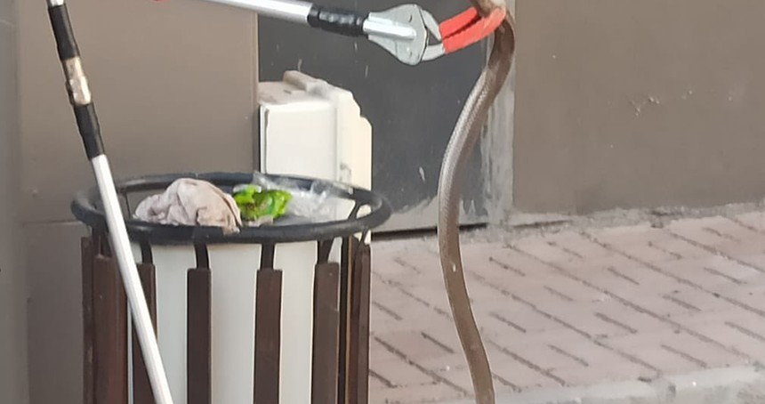 Şanlıurfa’da bodrum katında yakalanan yılan doğaya bırakıldı