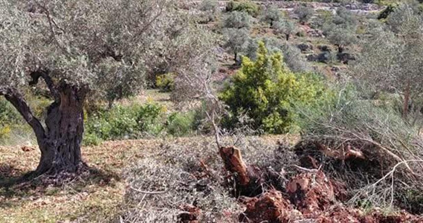 Yahudi çeteler Ramallah'ta tarım arazilerine saldırdı