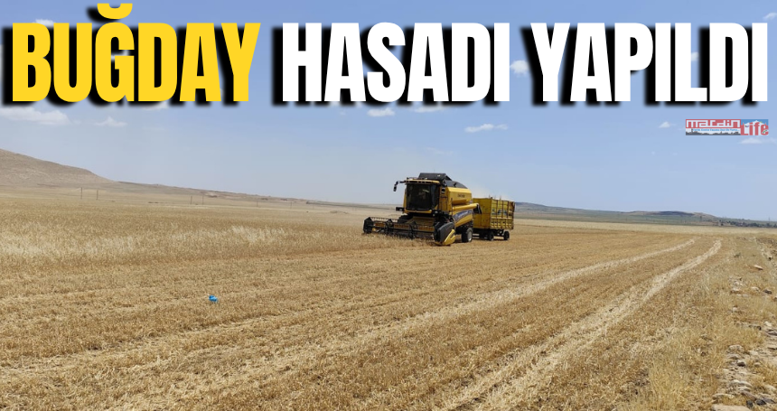 Mardin Ovası’nda hasat zamanı: Arpadan sonra ilk buğday da biçildi