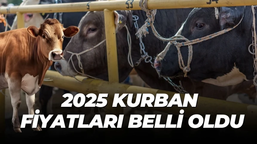 Kurban fiyatları belli oldu: Büyükbaş, küçükbaş kurbanlık fiyatları ne kadar? Nelere dikkat edilmeli?