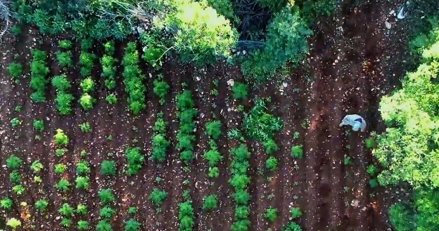 Diyarbakır'da 7 milyon 543 bin 818 kök kenevir ve Skunk ele geçirildi