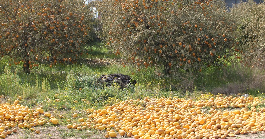 Tarımda çifte tehlike: Don ve hatalı ilaçlama